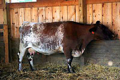 Dairy Cow